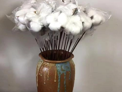 棉花和棕榈制品